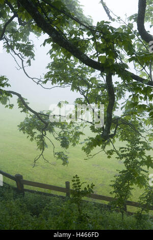 Schweiz, Graubünden, Prättigau, Arosa, Almen, Ulme, Laub, Morgennebel, Stockfoto