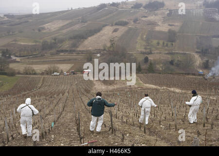 Frankreich, Loire, Sancerre, Weinberg, Mnner, arbeiten im Felder,  Landschaft, Weingebiet, Weinbaugebiet, Weinbau, Weinbaugebiet,  Weinbaugebiet, Pflanzendnger, Mnner, Menschen, Dngung, Wein, Reben,  Reben, Wein Dngemittel, Winter, Schutz der ...