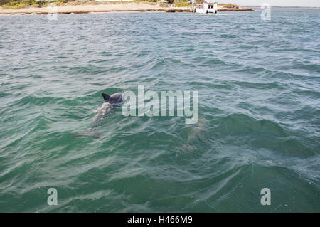 Wild lebende Delphine schwimmen im Indischen Ozean off Penguin Island in Rockingham, Western Australia. Stockfoto