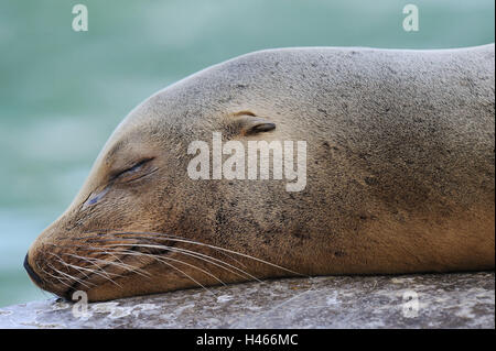 Kalifornische Seelöwen, Zalophus, Californianus, Schlaf, Porträt, Seitenansicht, Hair Siegel, Meeressäuger, Meeressäugetiere, Dichtung, Barthaare, Otary, Säugetier, Tier, Tiere Porträt, Rest, Felsen, Zoo, Zoo-Tier, Stockfoto