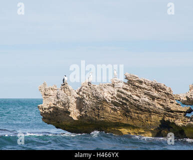 Trauerschnäpper Kormorane thront auf erodierte Küsten Kalksteinfelsen im Indischen Ozean vor der Küste von Rockingham, Western Australia. Stockfoto