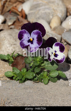 Stiefmütterchen, Viola Tricolor, Stockfoto