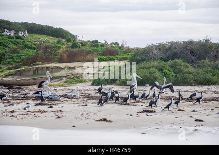 Herde von Trauerschnäpper Kormorane nisten Pelikane und Seelöwen an abgelegenen Strand mit Kalkstein vor der Küste von Western Australia Stockfoto