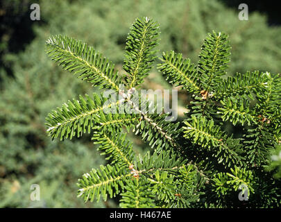 Korea-Tanne, Abies Koreana, Detail, Zweig, Oberseite, Pflanzen, Kiefer Pflanzen, Bäumen, Koniferen, Nadelwälder, Zweige, Korea-Tanne, Tanne Zweig, Nadeln, immergrün, mittlere close-up, niemand, Natur, Stockfoto