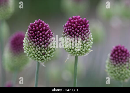 Ballheaded Zwiebel, Blüten, Nahaufnahme, Stockfoto