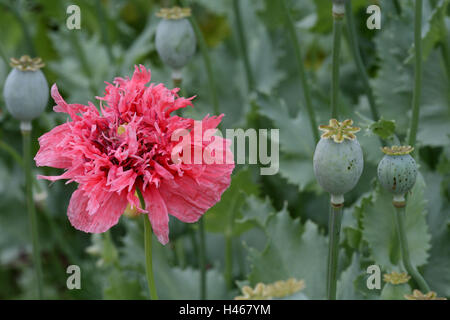 Schlaf-Mohn, Blüte, Sprungseile, Stockfoto