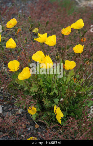 Arktische Mohn-Samen, Stockfoto