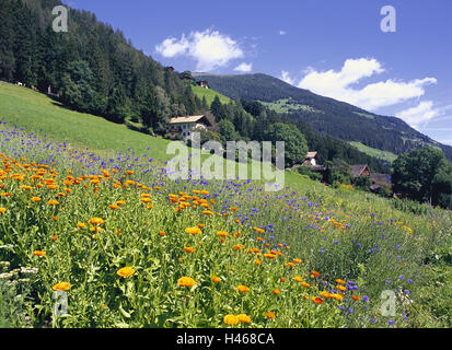 Italien, Südtirol, Ultental (Tal), Landschaft, Wiesen, Stockfoto