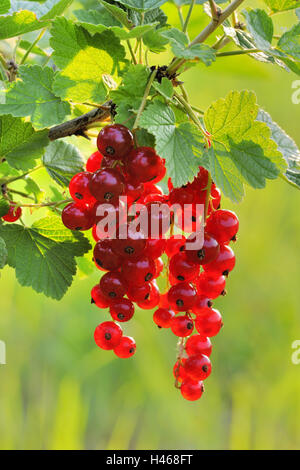 Johannisbeeren, Reife, mittlere Nahaufnahme, Strauch, Beeren, rot, hängen, Früchte, Rispen, reich an Vitaminen, Früchte, Blätter, Stockfoto