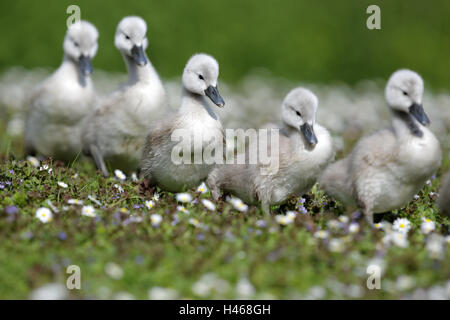 Wiese, Buckel Schwan, Küken, eine nach der anderen, Tier Babys, Tiere, Vogelarten, Ente Vögel, Schwäne, Schwan Jungvögel, Gruppe, Reihe, Spaziergang, Blumen, Gänseblümchen, Natur, Stockfoto