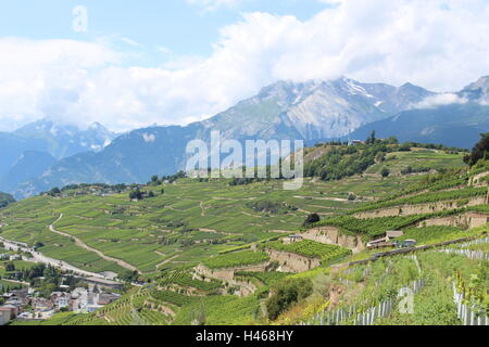 Weinberg im Kanton Wallis, Schweiz, mit Blick auf die Stadt Sitten (Hauptstadt Stadt des Wallis). Stockfoto