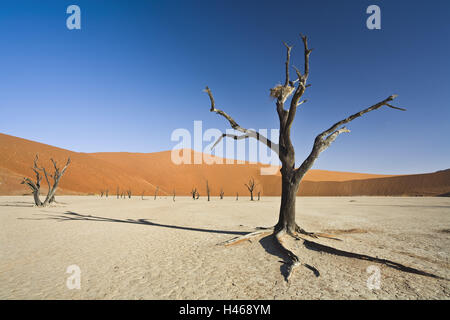 Afrika, Namibia, Sossusvlei, Namib Wüste, Deadvlei, Kameldormbäume, tödlich, Dünen, Wüste, Stockfoto