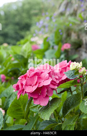 Hortensien, Hydrangea Spec, Detail, Blüten, rosa, Stockfoto
