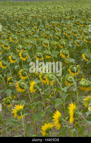 Frankreich, Auvergne, Puy de Kathedralen, Chalus, Sonnenblumenfeld, Detail, Stockfoto