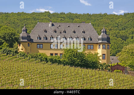 Deutschland, Hessen, Rheingau, Schloss voller Radian, Weinberg, Hessische Rhein, Sperre, Weinbau, Weinbaugebiet, Weinberge, Wein, Weinbaugebiet, Bäume, Holz, Stockfoto