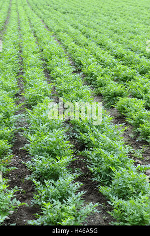 Feld, Levisticum Officinale, Liebstöckel, Maggi Kraut, Levisticum, Blätter, Doldenblütler, Pflanze, Gewürzpflanze, Kräuter, Gewürz, kulinarisches Gewürz, Kräuter, grün, wachsen, Anbau, Serie, Landwirtschaft, Stockfoto