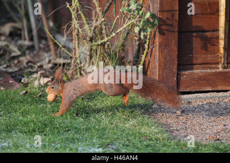 Eichhörnchen läuft mit Walnuss, Stockfoto