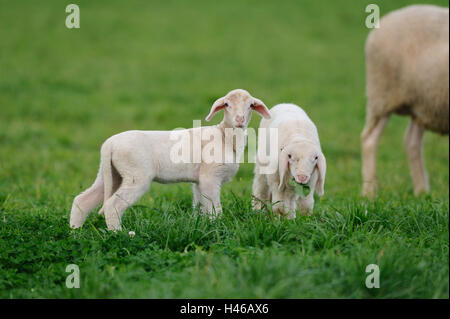 Hausschafe, Ovis Orientalis Widder, Lämmer, Seitenansicht, stehen, sehen Sie in der Kamera Stockfoto