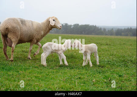 Hausschafe, Ovis Orientalis Aries, Mutter Tier mit Lämmer, Seitenansicht, stehen, Stockfoto