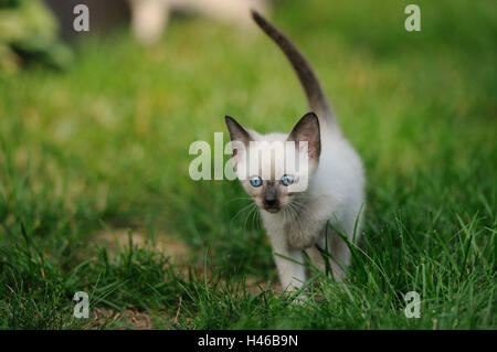 Siam Seal Point Katze, Jungtier, Wiese, Stockfoto