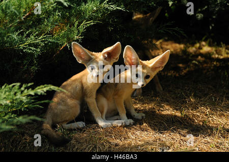 Fennec Füchse, Vulpes Zerda, Jungtiere, Stockfoto