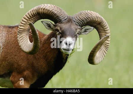 Europäischer Mufflon Ovis Orientalis Musimon, Porträt, Stockfoto