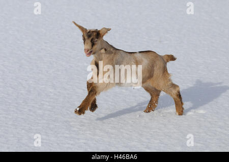 Ziege, Capra Aegagrus Hircus, Jungtier, Schnee, laufen, springen, Stockfoto