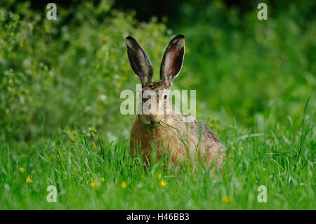 Feldhase Lepus Europaeus, Rasen, sitzen, Essen, Vorderansicht, Stockfoto