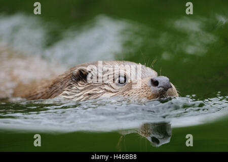 Europäischen Fischotter Lutra Lutra, Wasser, Porträt, Stockfoto