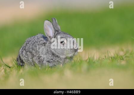 Riesen Chinchilla Kaninchen, junges Tier, Seitenansicht, sitzen, Stockfoto