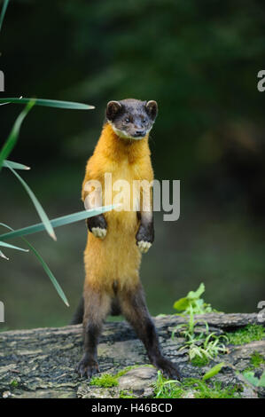 Farbige Martens, Martes Flavigula aufgewachsen, stand der, frontal Stockfoto