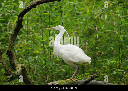Kuhreiher, Bubulcus Ibis, Zweig, sitzen, Stockfoto