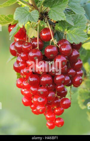 Johannisbeeren, Reife, mittlere Nahaufnahme, Strauch, Beeren, rot, hängen, Früchte, Rispen, reich an Vitaminen, Früchte, Blätter, Stockfoto