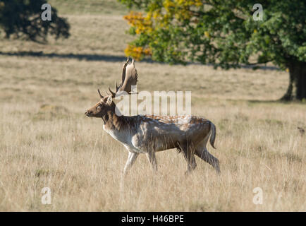 Damhirsch Hirsch (Buck) im Herbst in Petworth Park in West Sussex, England Stockfoto