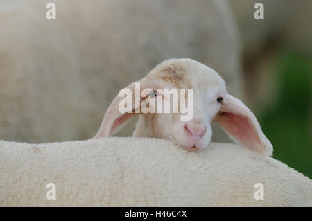 Hausschafe, Ovis Orientalis Aries, Lamm, Stockfoto