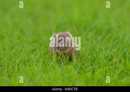 Kaninchen, Farbe Zwerg "Havanna lodernden", Jungtier, Blind, Wiese, Stockfoto