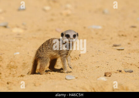 Erdmännchen Suricata Suricatta, Jungtier, Stockfoto