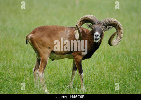 Europäischer Mufflon Ovis Orientalis Musimon, Wiese, Stockfoto