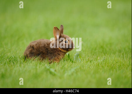 Kaninchen, Netherland Zwerg Havanna Loh, Jungtier, Wiese, sitzen, Stockfoto