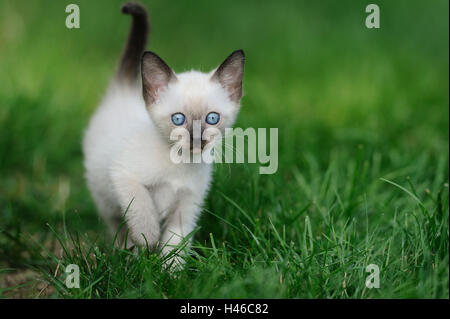 Siam Seal Point Katze, Jungtier, Wiese, stehend, Vorderansicht, Stockfoto