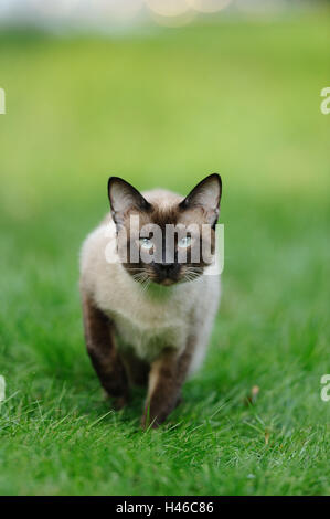 Siam Seal Point Katze, Wiese, Ständer, Stockfoto