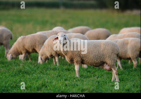 Hausschafe, Ovis Orientalis Aries, Herde von Schafen, Seitenansicht, Ständer, Landschaft, Stockfoto