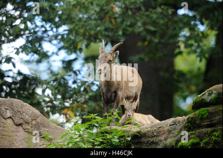 Alp Steinbock, Capra Ibex, Mutter mit Jungtier, stand, frontal Stockfoto