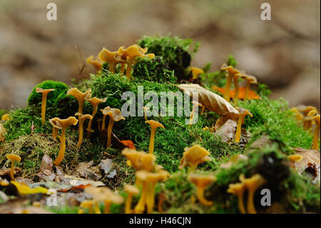 Trompete, Pfifferlinge, Eierschwämmen Tubaeformis, Holz, Herbst, Stockfoto