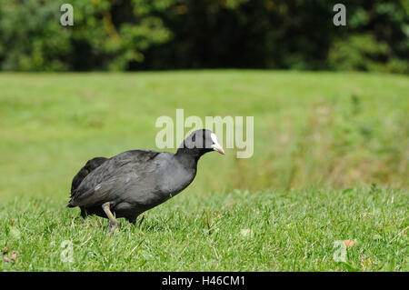 Blässhuhn, Fulica Atra, Wiese, Seitenansicht, gehen, Stockfoto