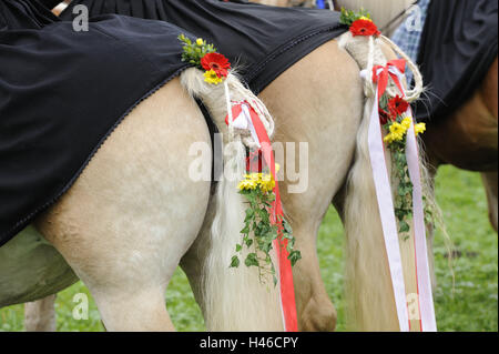 Deutschland, Bayern, Allgäu, Swans Region, Pferde, Heck, Blumenschmuck, Custom, bayerische, Traditionen, zu Fuß, Kultur, kulturell, Süddeutschland, Tradition, Folklore, Segen, fest, Feiertag, Heilige, bluten Prozession, Schmuck, Pferde, Pferdeschwanz, ta Stockfoto