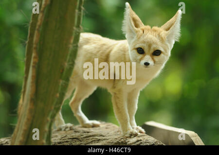 Fennec Fuchs Vulpes Zerda, Seitenansicht, stehend, Kaktus, Stockfoto