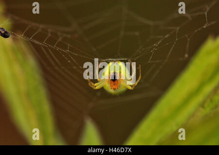 Kürbis Spinne im Netz, frontal, Stockfoto