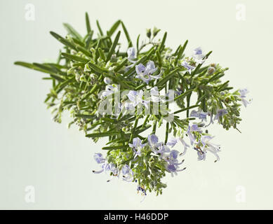 Rosmarin, Rosmarinus Officinalis, Minze Familie Lamiaceae, mediterranen Bereich, Blüte, gebündelt, immergrün, Stockfoto