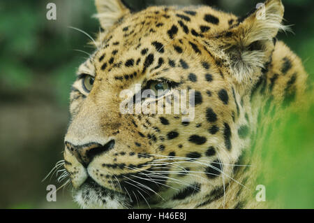 Amur-Leopard, Panthera Pardus Orientalis, Porträt, Seitenansicht, Stockfoto